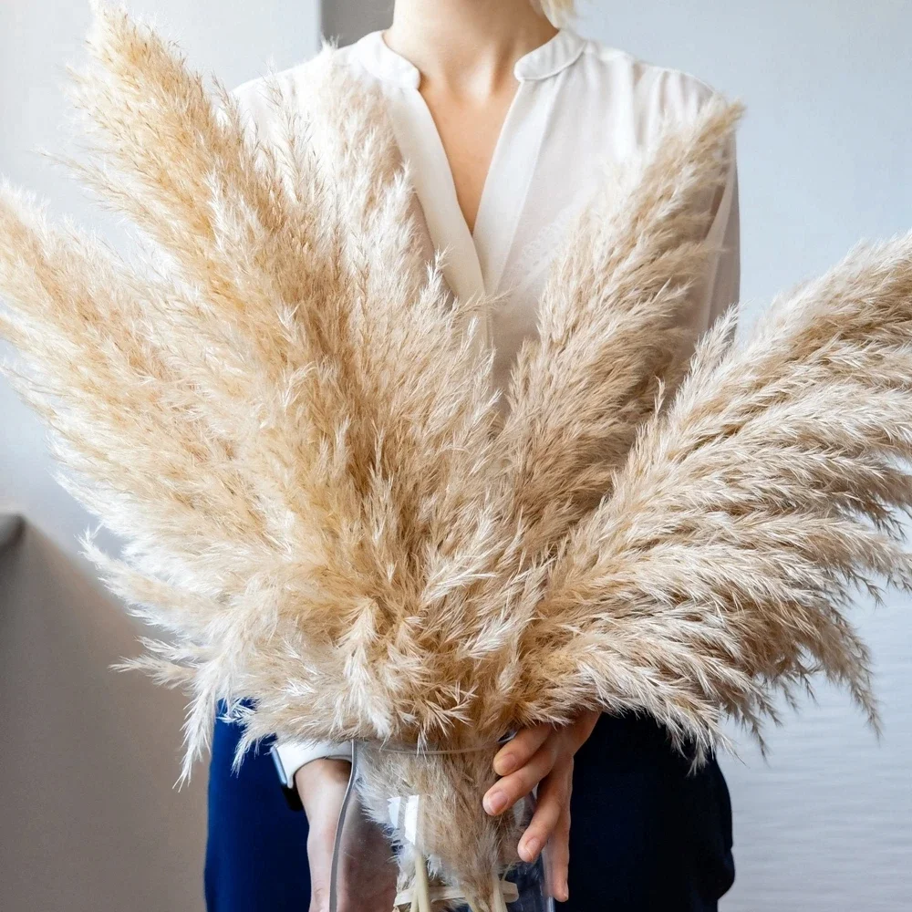 120cm - 130cm Fluffy Large Pam - Dried Flower Bulk recension och pris